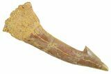 Huge, Fossil Sawfish (Onchopristis) Rostral Barb - Morocco #356447-1